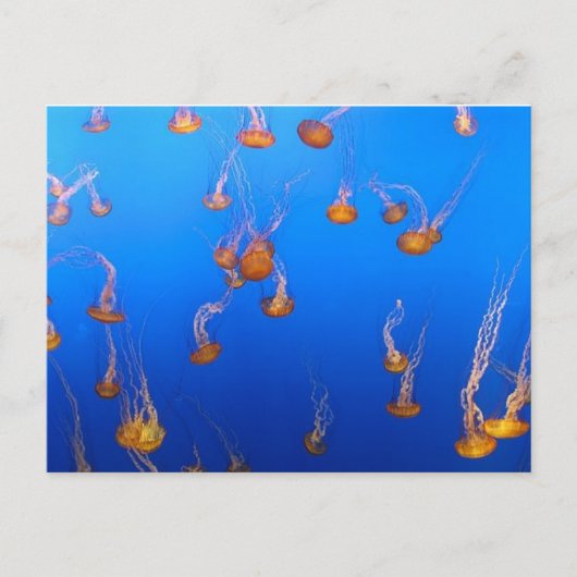 Carte postale Orange Jellyfish (Devant)