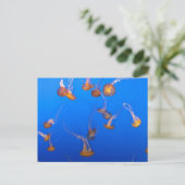 Carte postale Orange Jellyfish (Debout devant)