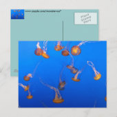Carte postale Orange Jellyfish (Devant / Derrière)