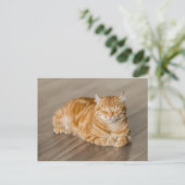 Carte Postale Orange Kitty (Debout devant)
