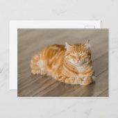 Carte Postale Orange Kitty (Devant / Derrière)