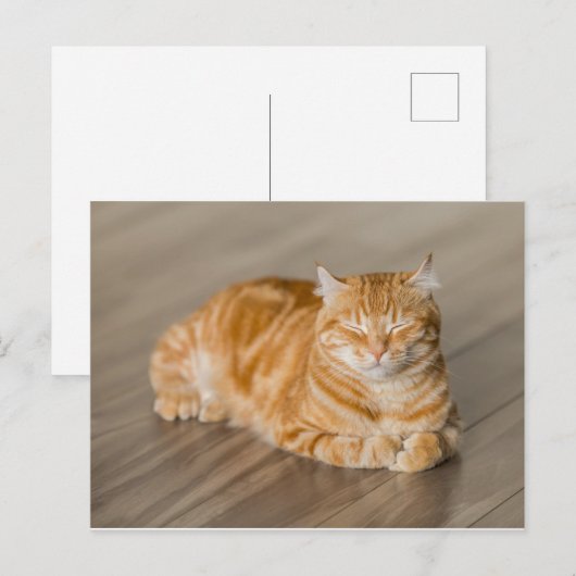 Carte Postale Orange Kitty (Devant / Derrière)