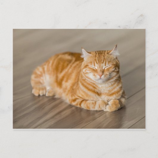Carte Postale Orange Kitty (Devant)