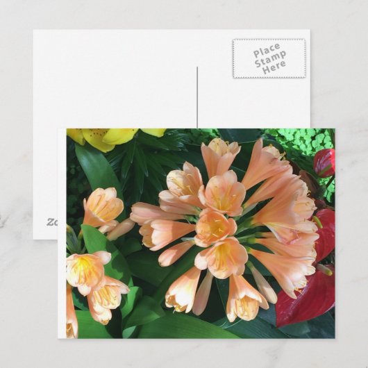 Carte Postale Orange Lilly (Devant / Derrière)