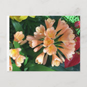 Carte Postale Orange Lilly (Devant)