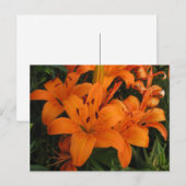 Carte postale Orange Lily (Devant / Derrière)