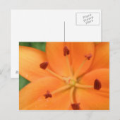 Carte postale Orange Lily Floral (Devant / Derrière)