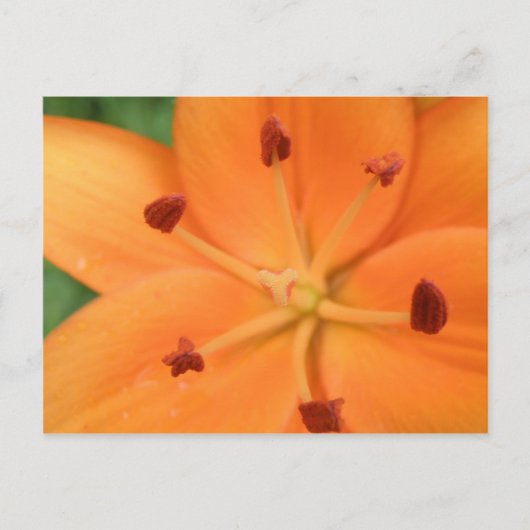Carte postale Orange Lily Floral (Devant)