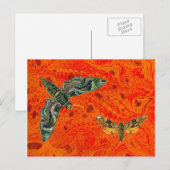 Carte postale Orange Marblé Moth (Devant / Derrière)