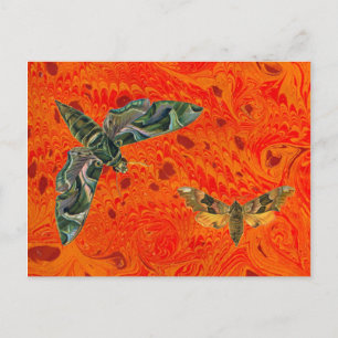 Carte postale Orange Marblé Moth