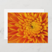 Carte postale Orange Mum Fall Floral Photographie (Devant / Derrière)