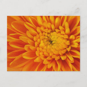 Carte postale Orange Mum Fall Floral Photographie