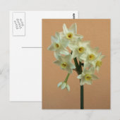 Carte postale Orange Narcissus (Devant / Derrière)