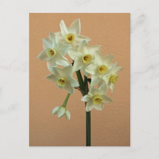 Carte postale Orange Narcissus (Devant)
