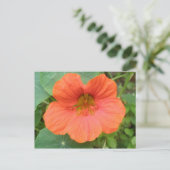 Carte postale Orange Nasturtium Flower (Debout devant)