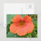 Carte postale Orange Nasturtium Flower (Devant / Derrière)