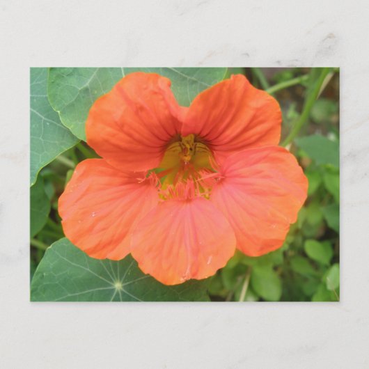 Carte postale Orange Nasturtium Flower (Devant)