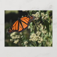 Orange Noir Monarque Papillon Nature Photographie