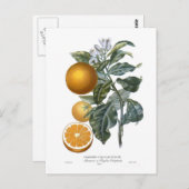 Carte Postale Orange par Pierre - Antoine Poiteau (Devant / Derrière)