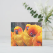 Carte postale Orange Parrot (Debout devant)
