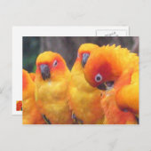 Carte postale Orange Parrot (Devant / Derrière)