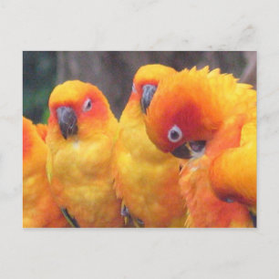 Carte postale Orange Parrot