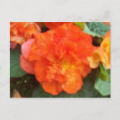 Carte Postale Orange Peony (Devant)