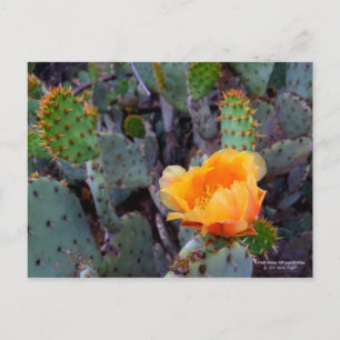 Carte Postale Orange poire opuntia cactus fleurs photo