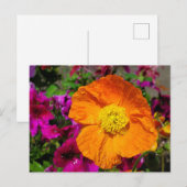 Carte postale Orange Poppy (Devant / Derrière)
