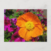 Carte postale Orange Poppy (Devant)