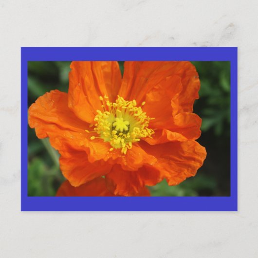 Carte postale Orange Poppy Flower (Devant)