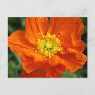 Carte postale Orange Poppy Flower