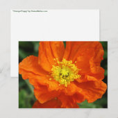 Carte postale Orange Poppy Flower (Devant / Derrière)