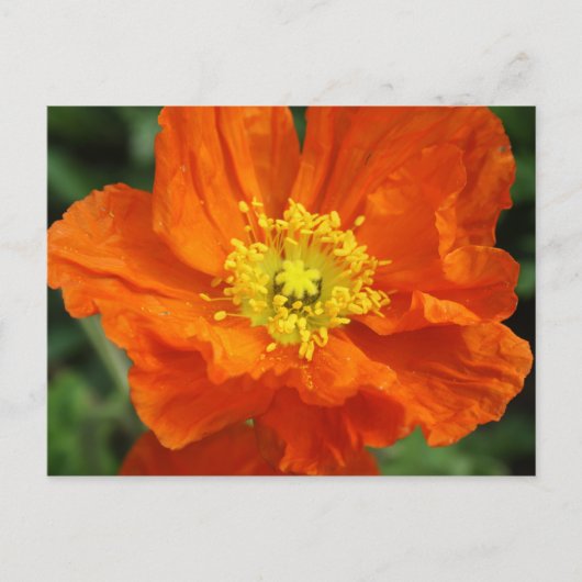 Carte postale Orange Poppy Flower (Devant)