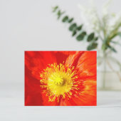 Carte Postale Orange Poppy Postcard (Debout devant)