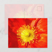 Carte Postale Orange Poppy Postcard (Devant / Derrière)