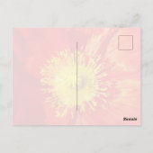 Carte Postale Orange Poppy Postcard (Dos)