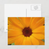 Carte postale Orange Rain Daisy (Devant / Derrière)
