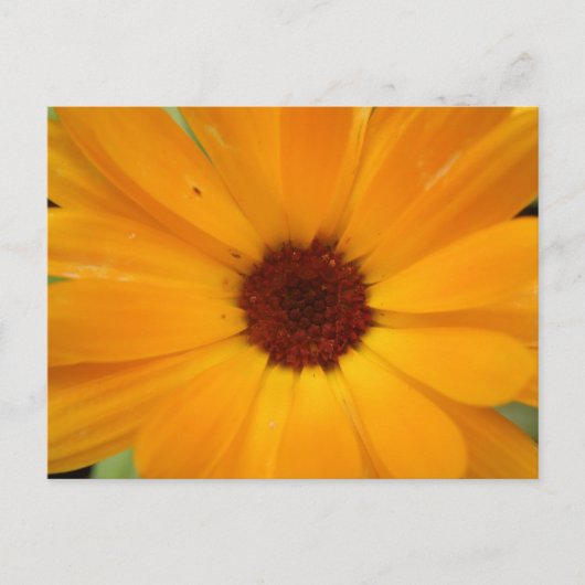 Carte postale Orange Rain Daisy (Devant)