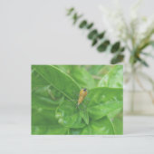 Carte postale Orange Reduviid (Debout devant)