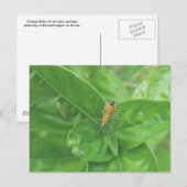 Carte postale Orange Reduviid (Devant / Derrière)