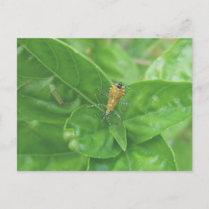 Carte postale Orange Reduviid