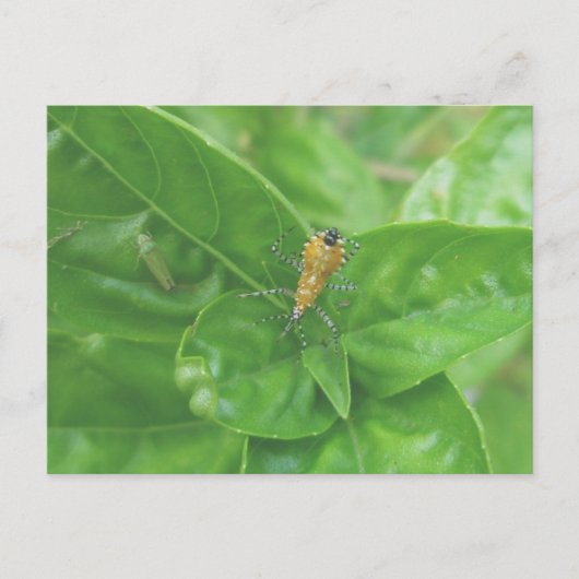Carte postale Orange Reduviid (Devant)