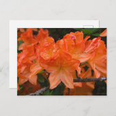Carte postale Orange Rhododendron (Devant / Derrière)