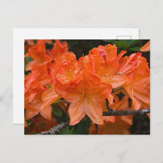Carte postale Orange Rhododendron (Devant / Derrière)