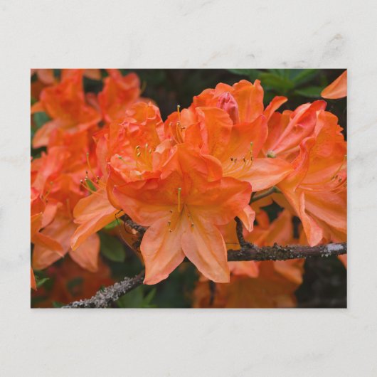 Carte postale Orange Rhododendron (Devant)