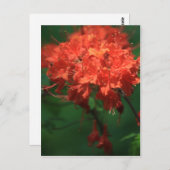 Carte postale Orange Rhododendron (Devant / Derrière)