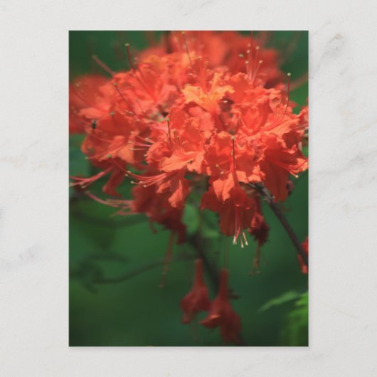 Carte postale Orange Rhododendron (Devant)