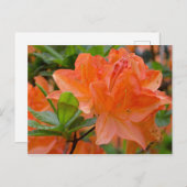 Carte postale Orange Rhododendron Lemonara Fleurs (Devant / Derrière)