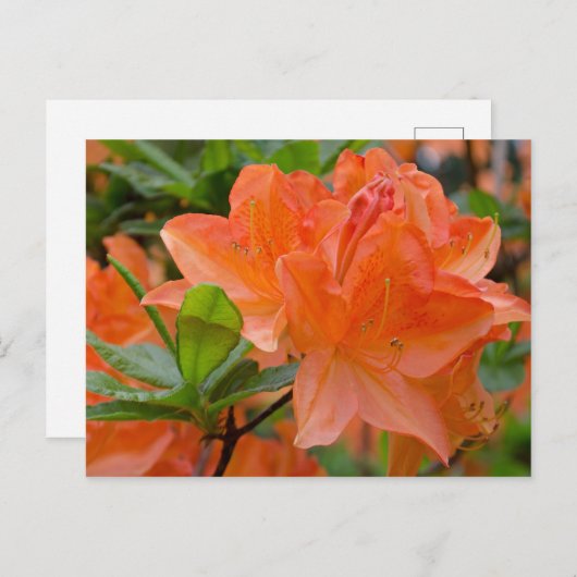 Carte postale Orange Rhododendron Lemonara Fleurs (Devant / Derrière)